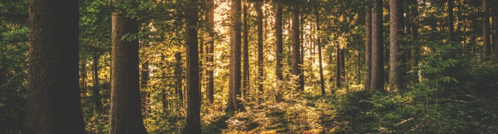 ascendente en capricornio