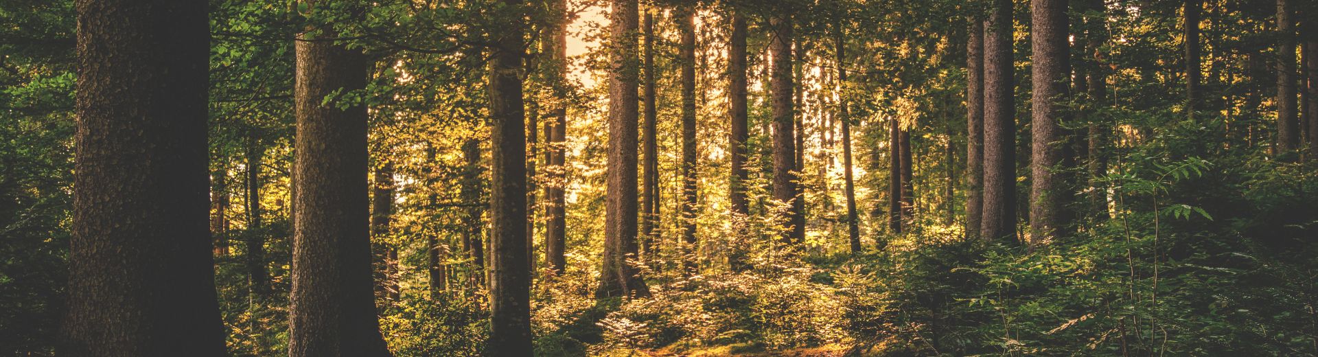 ascendente en capricornio